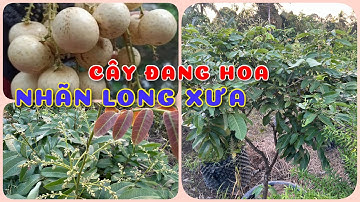 Cây Nhãn Long xưa đang hoa | 0386569374 - Ngọc Ngân Bến Tre | Chuyên cây độc lạ