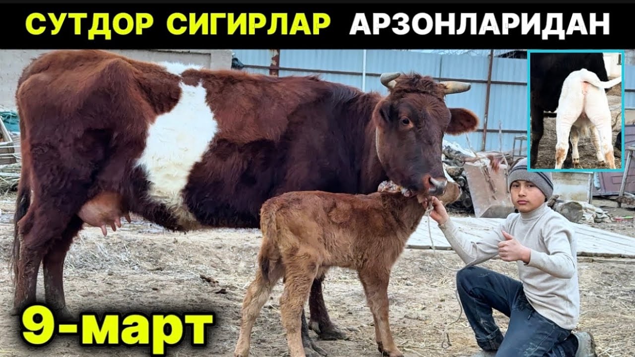 ОНА-БОЛА СУТДОР СИГИРДАР АРЗОНЛАРИДАН Отабек Хонқа 9-март 2026 г.