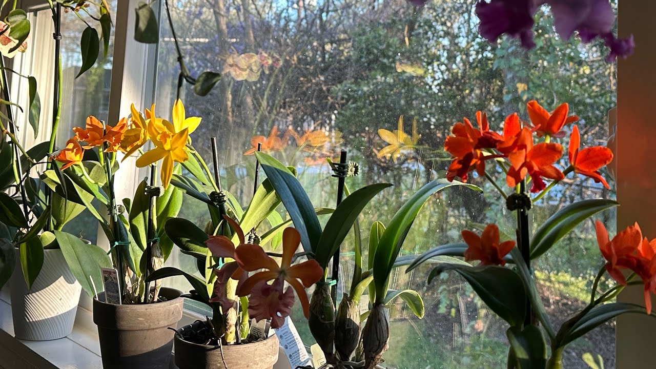 Colección de nuevas Orquídeas