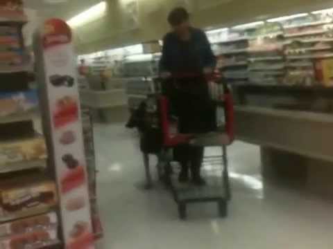 belgian malinois us secret service belgian malinois dora the service dog working williston florida 4 belgian malinois us secret service belgian malinois dora the service dog working williston florida 4
