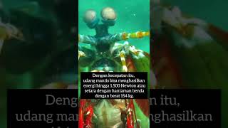 fakta unik dan menarik udang mantis dengan tinju kerasnya #shorts