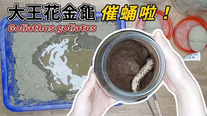 【山林虫坊】最后两只大王花金龟幼虫催蛹 | Goliathus goliatus: Promote Pupation for The Last Two larvae - 天天要闻