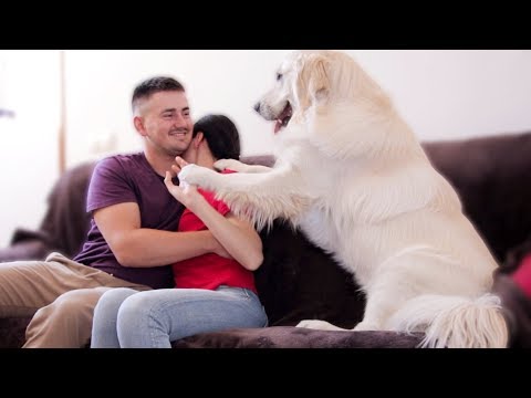 My Funny Dog Is Jealous Of Me When I Hug My Wife - Cute Jealous Golden Retriever