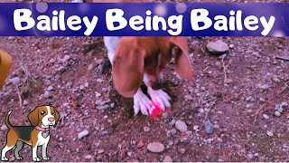 Outdoor Laser - Bailey Being Bailey by Bailey The Beagle 346 views 1 year ago 5 minutes, 47 seconds