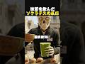 皇帝が認めた抹茶