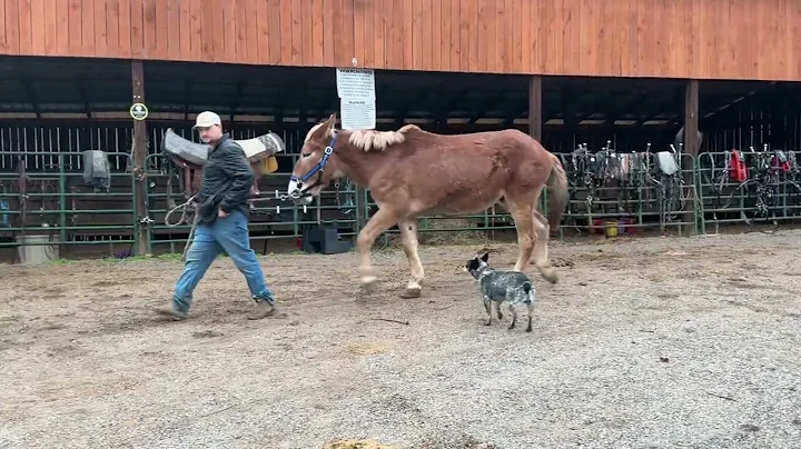 Pending 3893 sorrel gelding mule 16.2H 17 years old $850 plus $40 Coggins deadline 12/5/25 ￼