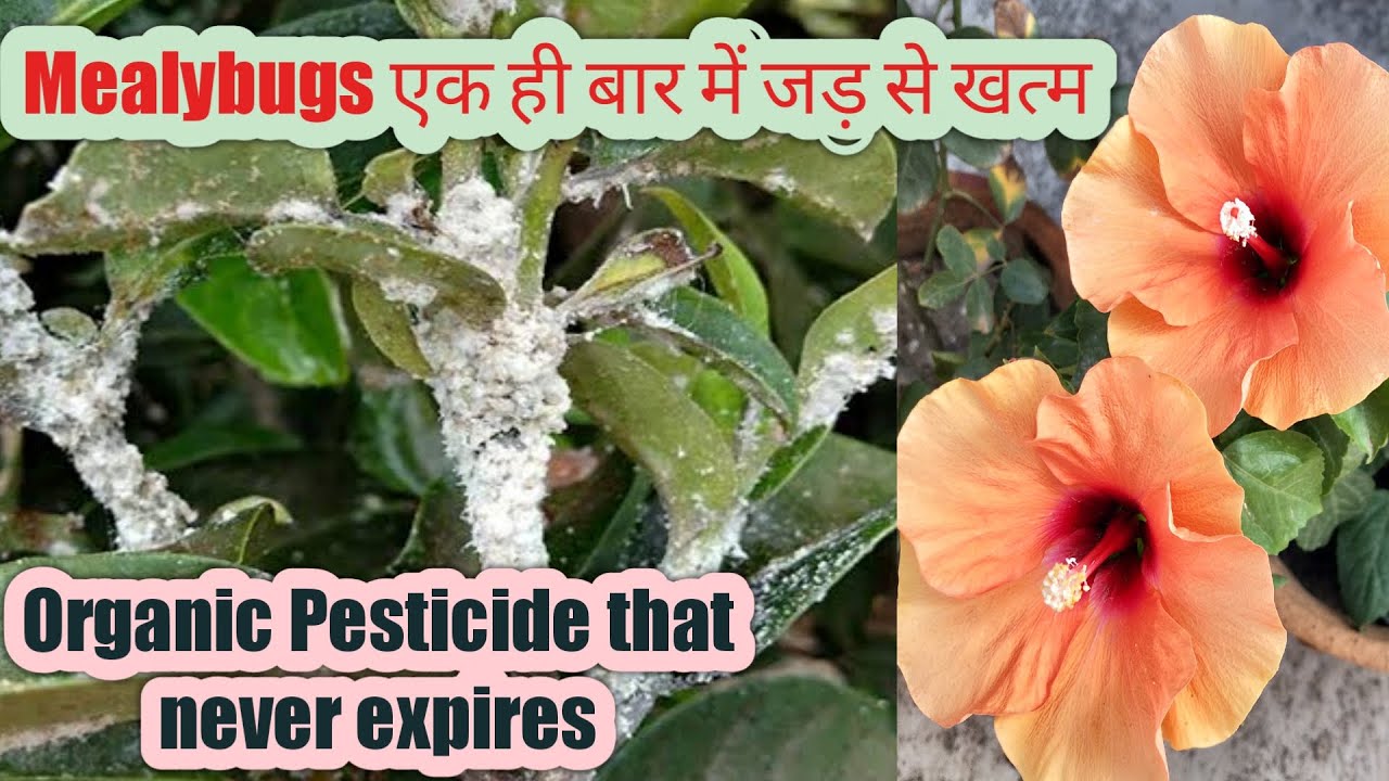 How to treat Mealybugs in plants/ Get rid of mealybugs/ mealybugs on