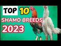 Top 10 shamo chicken breeds 2023