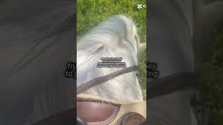 #horse #horses #equestrian #ppp #pony #ariat #horsegirl #rodeo #horseriding #edit