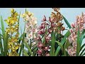 Como fazer Cymbidium florir?