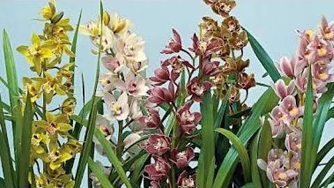 Como fazer uma orquídea Cymbidium florescer?