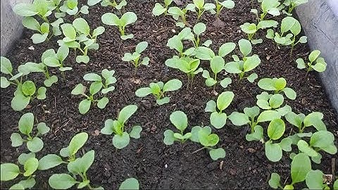 Hướng dẫn cách gieo hạt Cải Ngồng cây con cứng cáp , tưới không bị ngã rạp | Khoa Hien 447