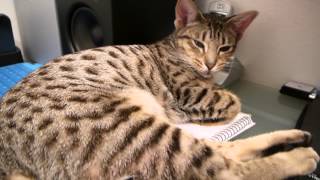 Sleepy Ocicat by Bascule666 3,017 views 8 years ago 1 minute, 35 seconds