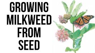 Growing Milkweed from Seed