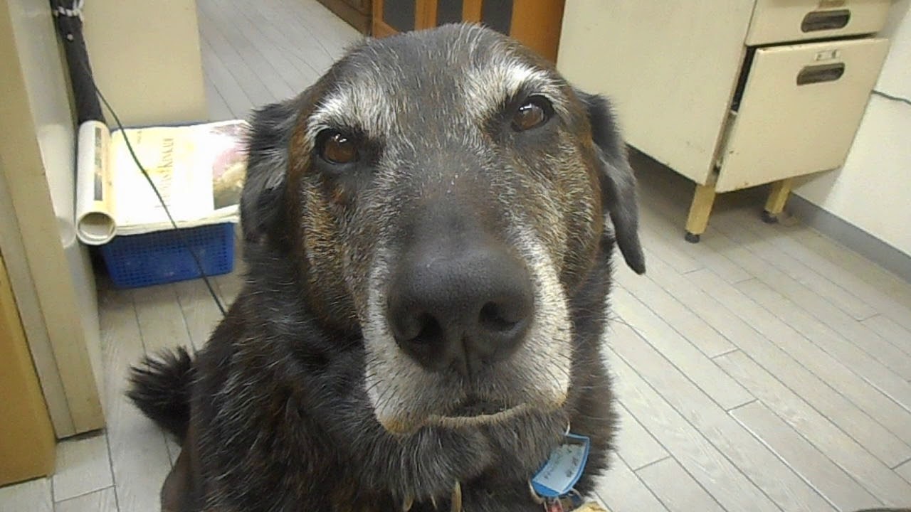 保健所から迎えた犬 にらめっこ Youtube