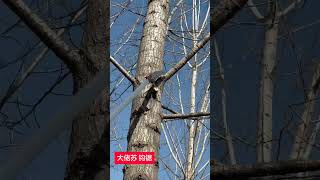 High-branch pruning saves time and effort. German brand hook saw #diy #woodworking #handsaw #tools