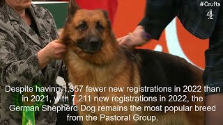 2022's New Registration Numbers - Pastoral Group by Dogs Dogs and More Dogs 294 views 3 months ago 3 minutes, 33 seconds