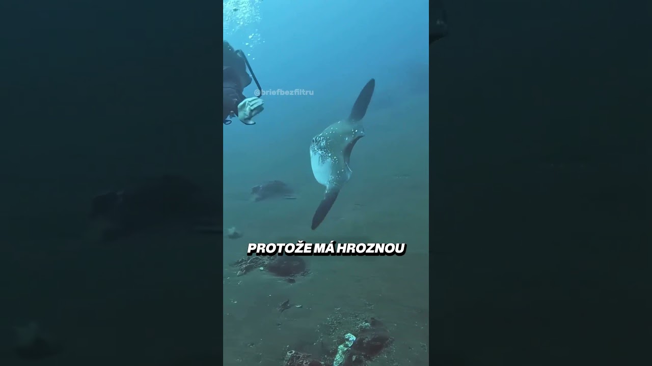 Tato ryba patří k nejhloupějším zvířatům 🐟🌊