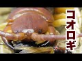 ムカデ達の餌をコオロギにしたら・・・