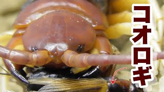 ムカデ達の餌をコオロギにしたら・・・