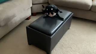 DOORS HYPER REALSTIC SCREECH PLUSH IS HERE