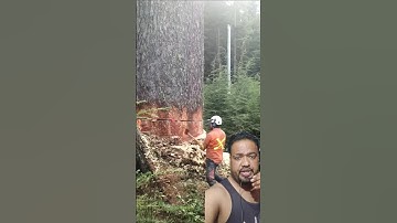 TIMBER! read the description powerline hazard tree in 2024 #arborist#vanisle #dangerous#faller