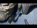 Diving under the sea to catch eels, crabs and sea cucumbers | Part 244