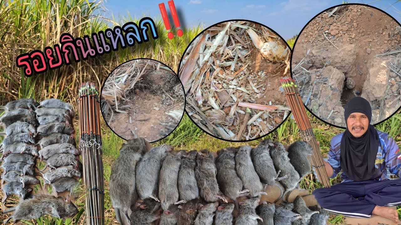 เกิดเหตุไม่คาดคิด‼️เกือบไม่ได้กับดักคืน ดักหนูหมายแถวบ้านเจอเหตุการแบบนี้สายล่าควรระวัง