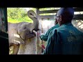 Elephant Behavior and Decision-Making
