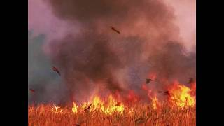 Birds of prey spread fires deliberately screenshot 5