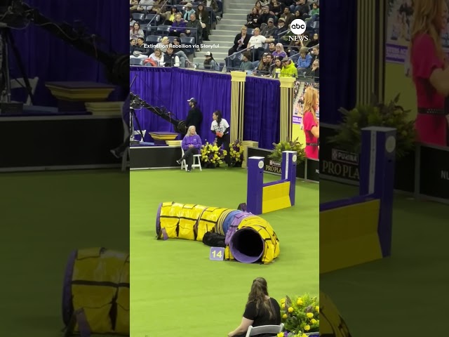 Climate protesters disrupt Westminster dog show