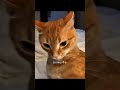 Funny CAT Moments 😂😂 episode 7809 #funnycats #cats #funnyanimals #petsofinstagram