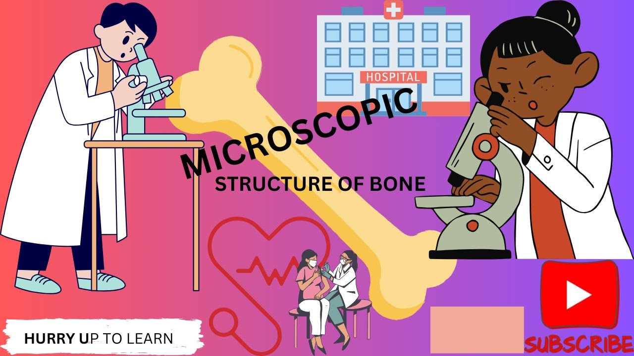MICROSCOPIC STRUCTURE OF BONE (HAVERSIAN SYSTEM) 