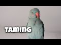 taming my Indian ringneck parrot | first 2 months together - Tesla