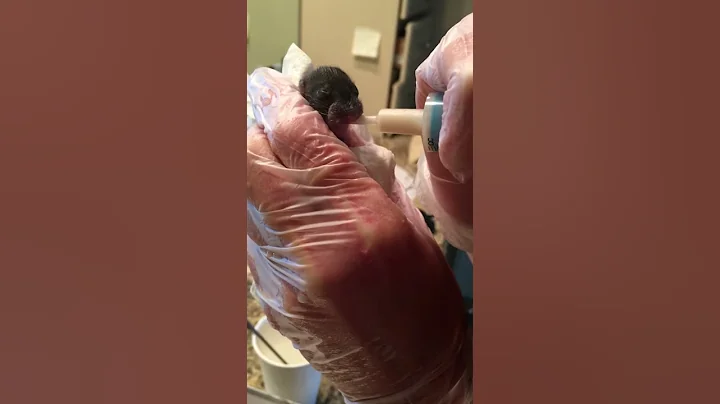Baby Squirrel Nursing