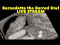 Owl Cam LIVE: Night 24 stream. Bernadette the Barred Owl and her two eggs!