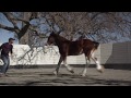2013 Budweiser Super Bowl Ad — Extended Version