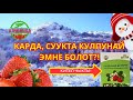 Суукта, карда КУЛПУНАЙ эмне болот? КИТЕП чыкты📚