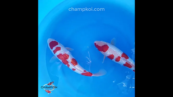 2024FALL-010 2yr Excellent Ginrin Kohaku by MIYATORA Koi Farm