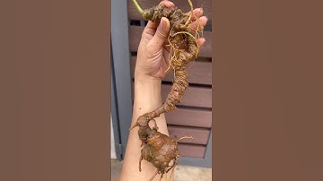 #sâm_ngọc_linh_rừng 1 củ sâm rừng 13 mắt nổi, trọng lượng 110 gam  #sâm_ngọc_linh_rừng #sâm_rừng