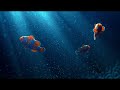 Clownfish: The Colorful Star of Coral Reefs | Welcome to NVOOVN | A World of Cinematic Animation.