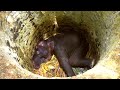 Heartbreaking! Poor Elephant trapped in a deep concrete well given a chance to live again