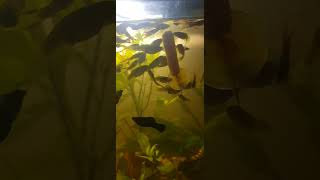 Rybki i gotowana marchewka 🥕