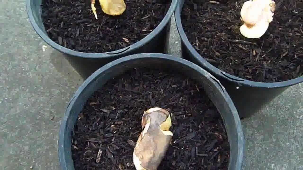 Mango Tree Seeds