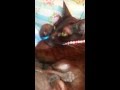 แมวศุภลักษณ์ Suphalak  cat の動画、YouTube動画。