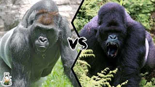 LOWLAND GORILLA VS MOUNTAIN GORILLA - Which is more powerful?