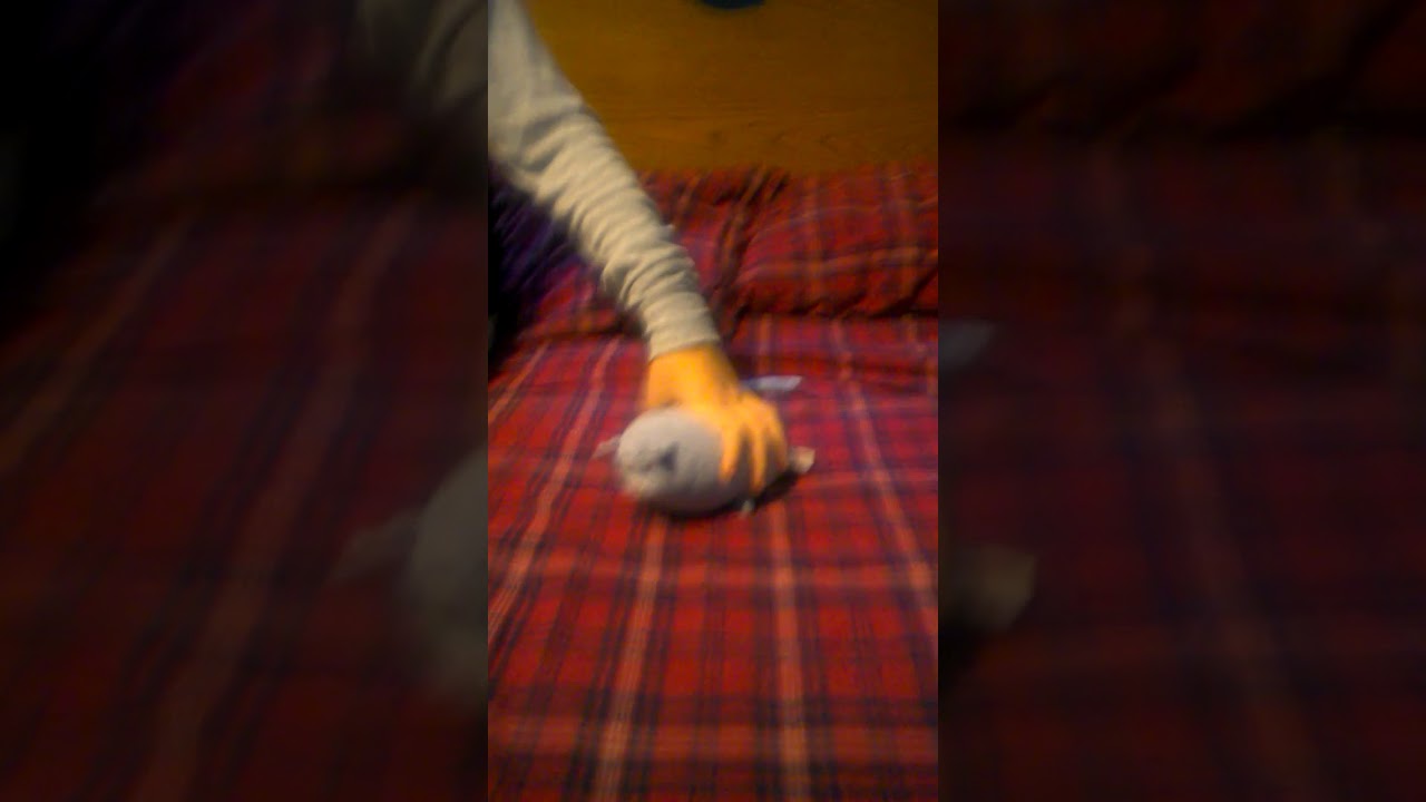 Chloett Christmas song