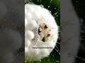 Inside a Spider Egg Sac: 1,000 Babies Hatching at Once