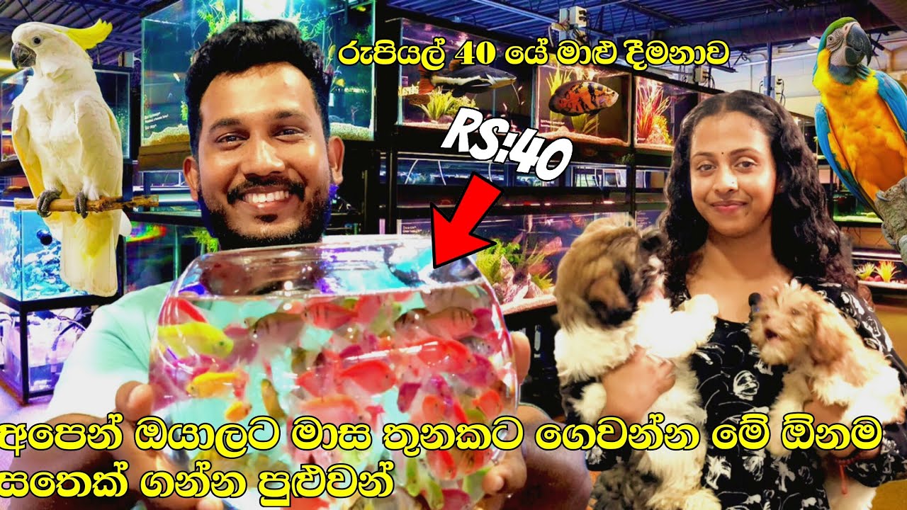 ඹයාගේ පංචි aquarium සිහිනය ගොඩදාගන්න සුපිරි අවස්ථාවක් අපෙන් ￼