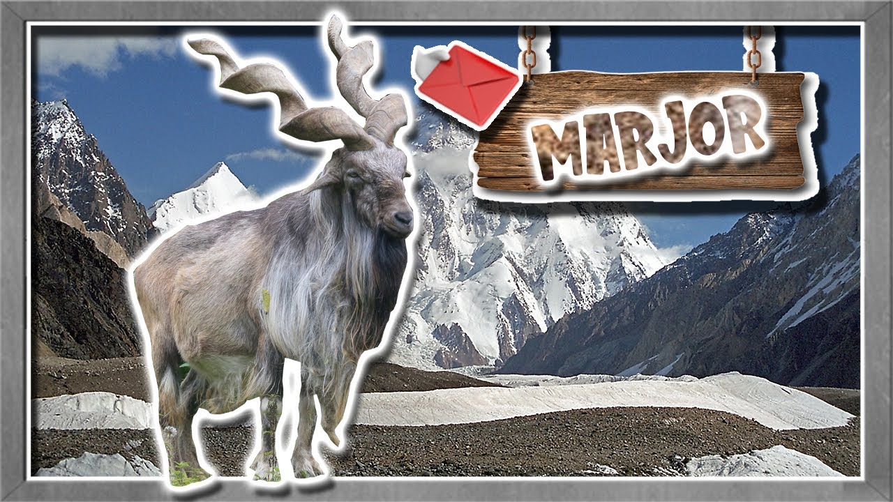 мархур: гималайский козел